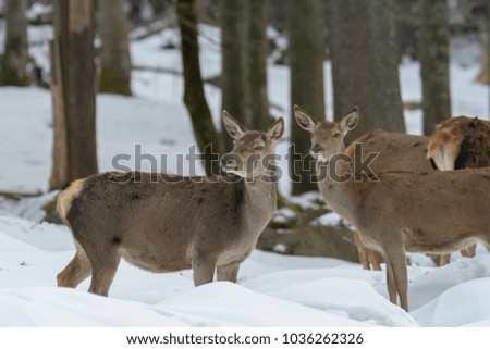 Red Deer in the snow