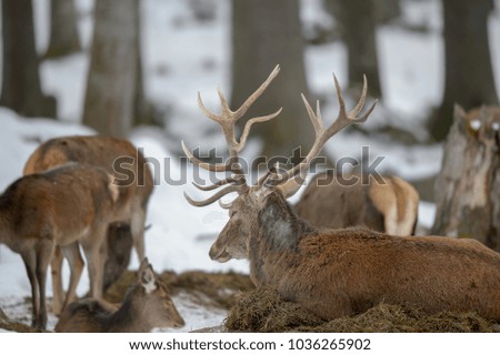 Red Deer in the snow