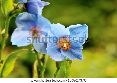 Himalayan blue poppy flower, in naturalized garden
