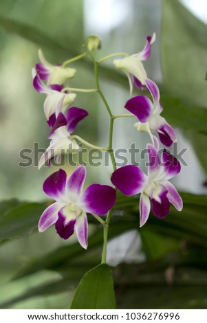 Beautiful picture of an amazing purple and white Orchid. Picture taken on an afternoon at an event of Orchid Cultivators in Brazil. Close-up photography. Macro Lens.