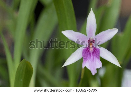 Beautiful picture of an amazing nearly white purple flower named Spectabilis Orchid. Picture taken on an afternoon at an event of Orchid Cultivators in Brazil. Close-up photography. Macro Lens.