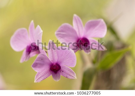 Beautiful picture of  amazing pink, white and fuchsia flowers named Dendrobium Orchid. Picture taken on an afternoon at an event of Orchid Cultivators in Brazil. Close-up photography. Macro Lens.