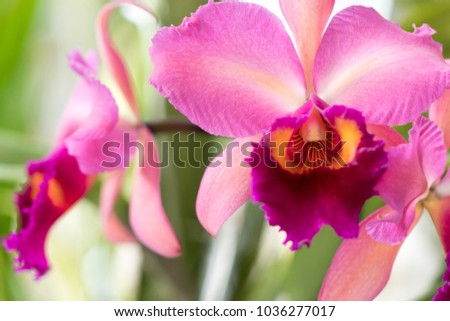 Beautiful picture of an amazing pink, fuchsia, yellow and orange flower named Cattleya Orchid.  Close-up photography. Macro Lens.