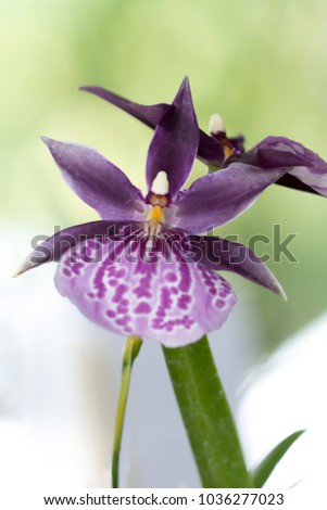 Beautiful picture of an amazing purple spotted flower named Spectabilis Orchid. Picture taken on an afternoon at an event of Orchid Cultivators in Brazil. Close-up photography. Macro Lens.