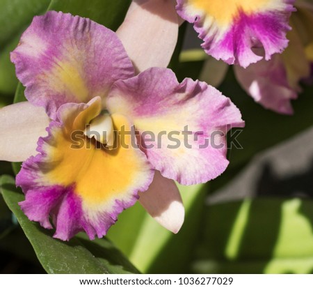 Beautiful picture of an amazing fuchsia, white and yellow flower named Cattleya Frans Hais Orchid. Close-up photography. Macro Lens.