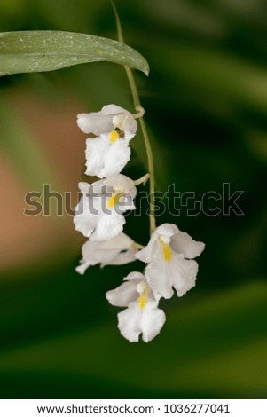Beautiful picture of an amazing tinny white Orchid. Picture taken on an afternoon at an event of Orchid Cultivators in Brazil. Close-up photography. Macro Lens.
