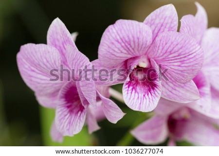 Beautiful picture of an amazing pink and white flower named Dendrobium Orchid. Picture taken on an afternoon at an event of Orchid Cultivators in Brazil. Close-up photography. Macro Lens.