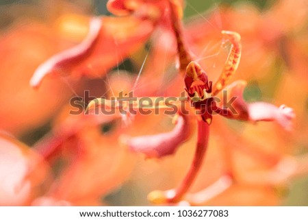 Beautiful picture of an amazing orange flower named Paraphalaenopsis Orchid. Picture taken on an afternoon at an event of Orchid Cultivators in Brazil. Close-up photography. Macro Lens.