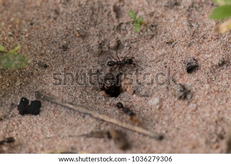 Amazing register of tiny ants working to build their nest. Close-up picture. Top view. Macro photography.