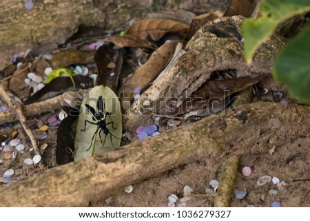 Amazing picture of enormous Tarantula Hawk hunting for tarantulas on sandy soil, walking around.