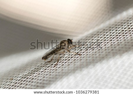 Little robber fly landed on a white plastic net. Close-up image. Macro photography.