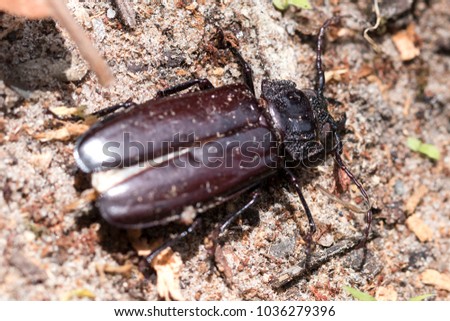 Dead Titanus giganteus beetle. Macro photography. Amazing texture on it's body. Close-up picture.