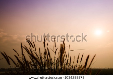 Silhouette of clump grass with copy  space on top,natural weed flower clump beside road in Beungkarn,Thailand at khong river separate Thailand and Loas border,nature background in morning  concept
