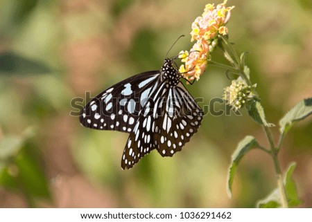 Big butterfly on a flower on a sunny day