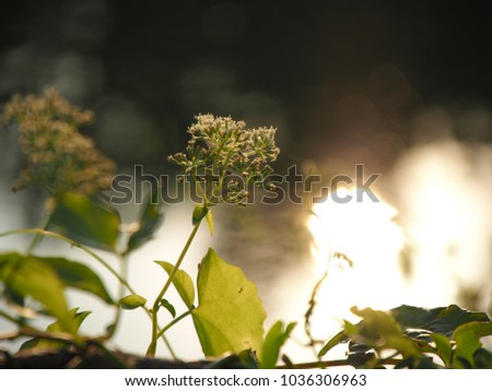 Small white flowers with bokeh sunlight sunshadow reflecting on the river