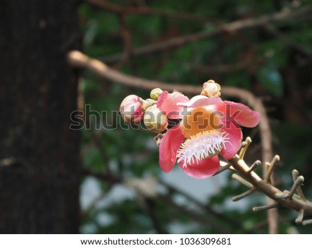 Cannonball flower, Beautiful White pink flower with bokeh leaves
