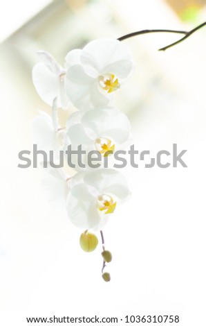 Orchid high key