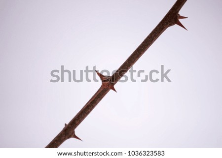Dry bare tree branch with sharp thorns on snow background.