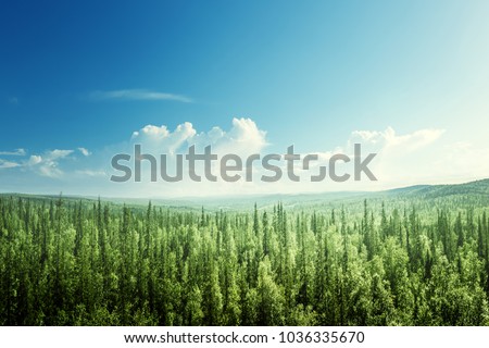 fir tree forest in sunny day Royalty-Free Stock Photo #1036335670