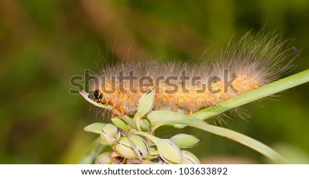 Yellow Bear caterpillar feeding on a Spiderwort bud