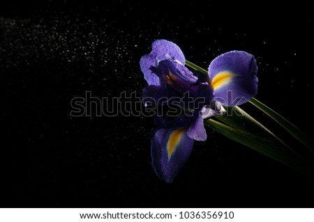 Blue and yellow flower being sprayed with water under light on a black background