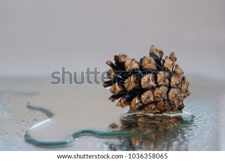 A wet pine cone lies in a pool of water.