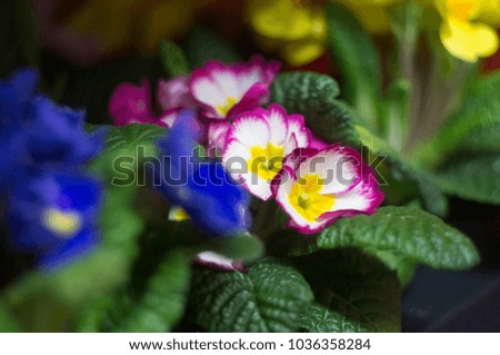 bright floral background