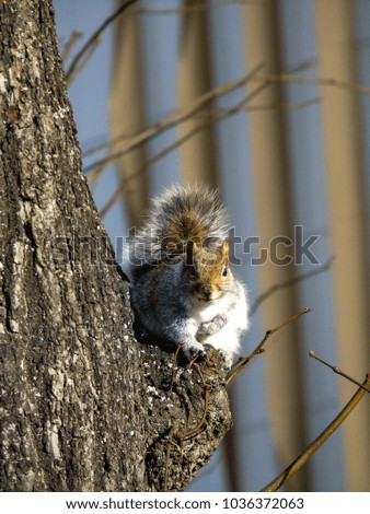 A grey squirrel sits on the side of a tree