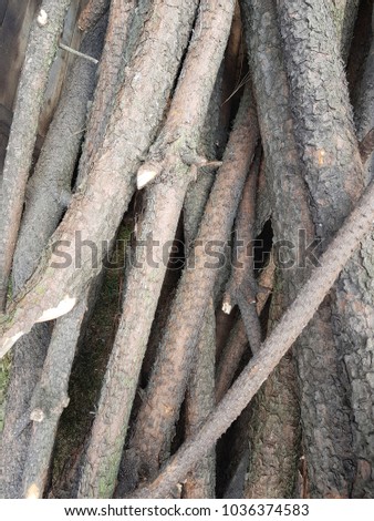 slender trunks of trees for firewood