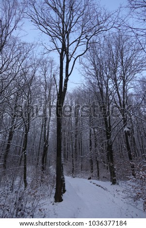 Winter forest. Winter seasonal view. Transcarpathia.