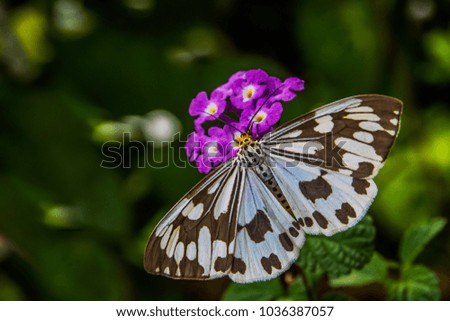 Butterfly on the purple flowers