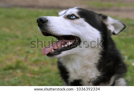 dog breed husky
