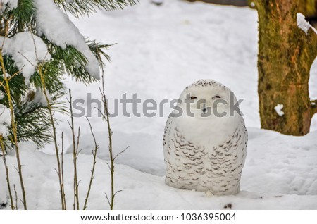 Snowy Owl, Bubo Scandiacus is sitting on snow.