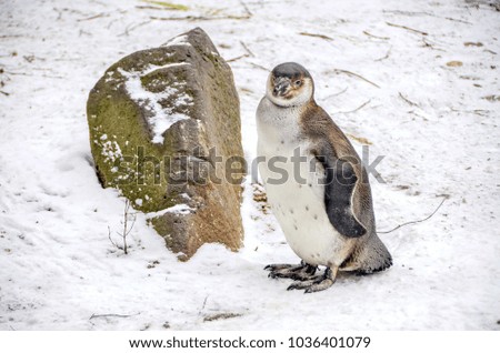  African Penguin (Spheniscus Demersus)