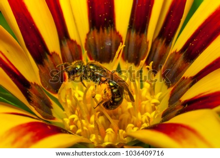 Bee looking for nectar on a flower
