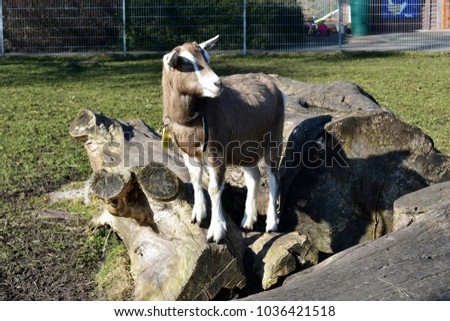 A goat standing on a tree stump