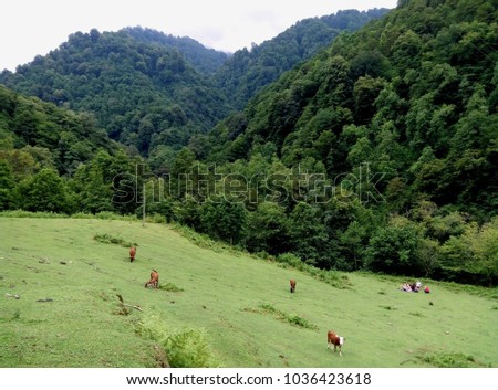 Green meadow in the mountains of Georgia