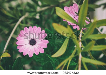 white and pink flowers on a green background. daisies and chamomile.