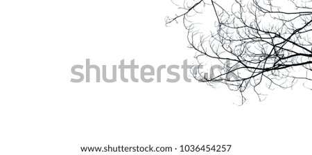 branch White background