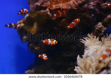 Sea anemone and clown fish in marine aquarium.