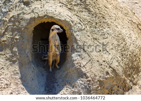 Meerkat stands near the burrow