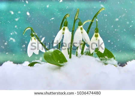 Snowdrops in the snow, spring white flower on blur background with place for text, Close up with selective focus and snowflakes Royalty-Free Stock Photo #1036474480