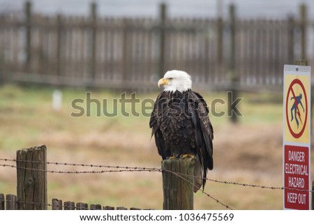A Bald Eagle (Haliaeetus leucocephalus) perched on a wooden fence with a Electric Hazard warning sign posted.