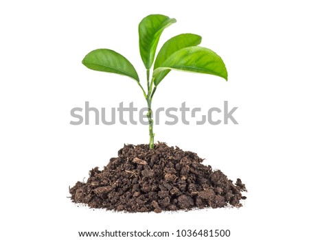 Young plant with humus isolated on white background Royalty-Free Stock Photo #1036481500