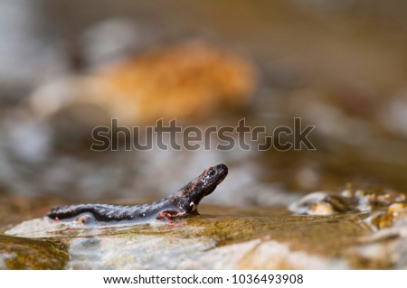 Salamandrina perspicillata (northern spectacled salamander)