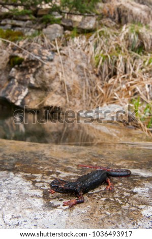 Salamandrina perspicillata (northern spectacled salamander) in its habitat