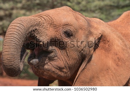 A young Elephant at the Elephant Orphanage near Nairobi, Kenya.