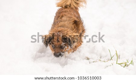 A small Romanian dog similar to a King Charles with brown, ginger and black fur playing in the snow
