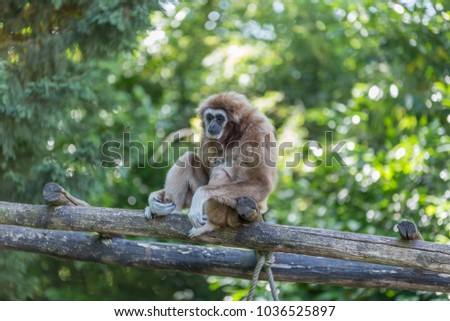 Gibon monkey ape sitting on a wood lader looking around - endangered, cute, agile furry wild primate,