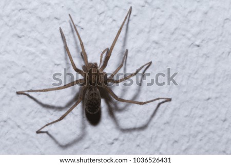 Macro light brown home spider hanged on a white wall